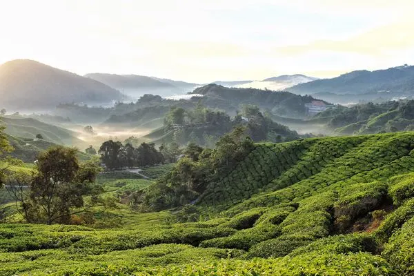 Cameron Highlands