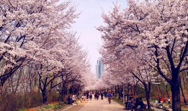 Cherry blossoms in Seoul