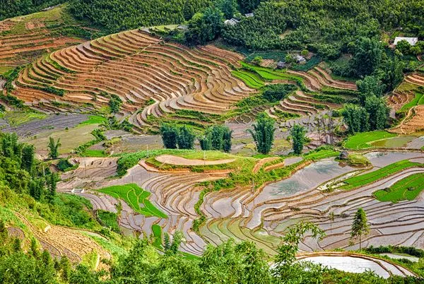 Rice terraces near Sapa.